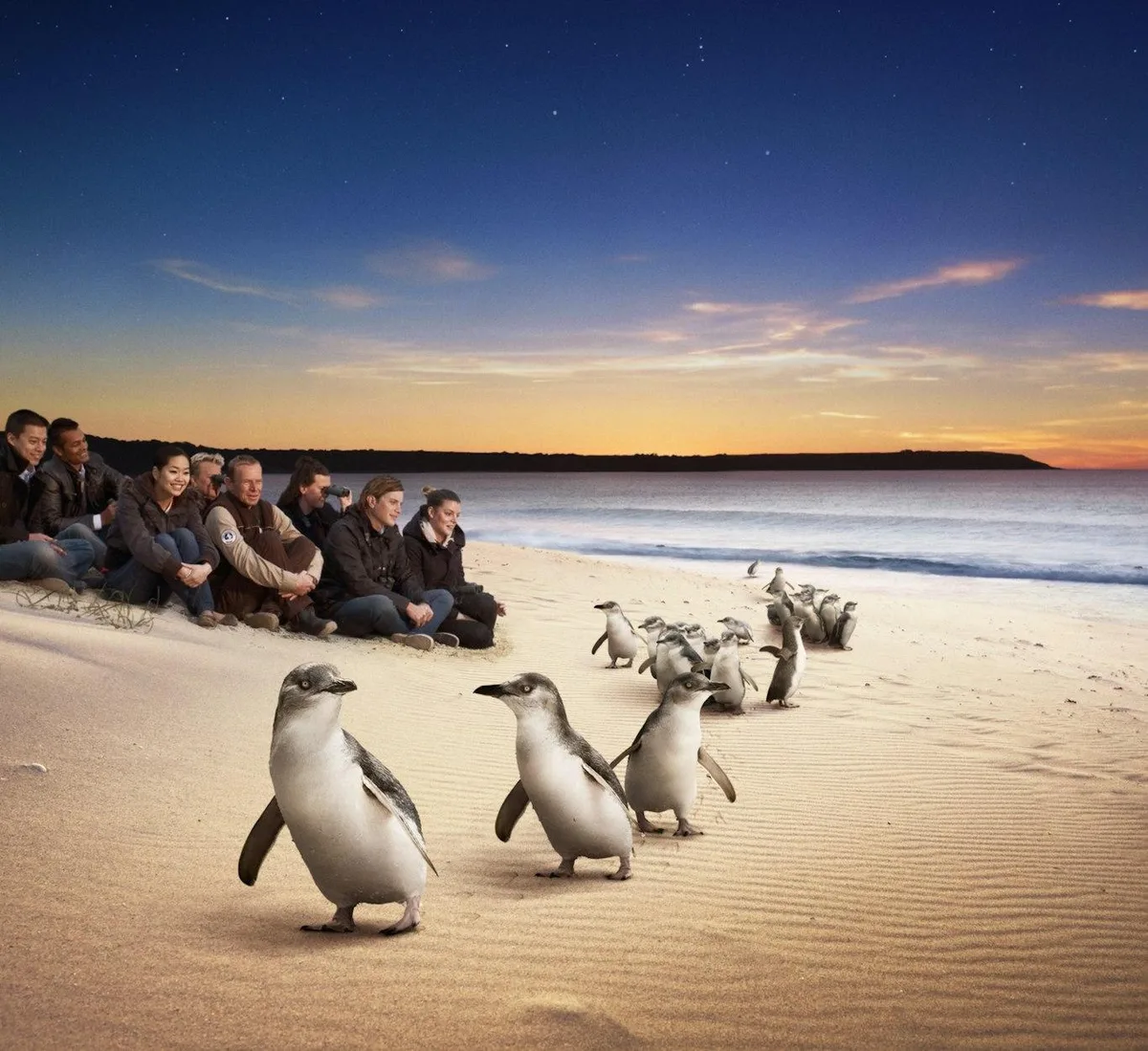 Phillip Island penguin parade private chauffeur tour